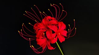 How To Make Red Spider Lily Paper Flower / Paper Flower / Góc nhỏ Handmade