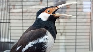 Download Lagu Suara Jalak Suren Auto NYAUT Cpt RESPON Buat Masteran \u0026 Pancingan Burung Jalak Agar Gacor Full Isian MP3