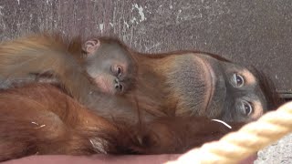 Sweet Baby Orangutan (14 days old) with Mother - Zoo Prague [2024]