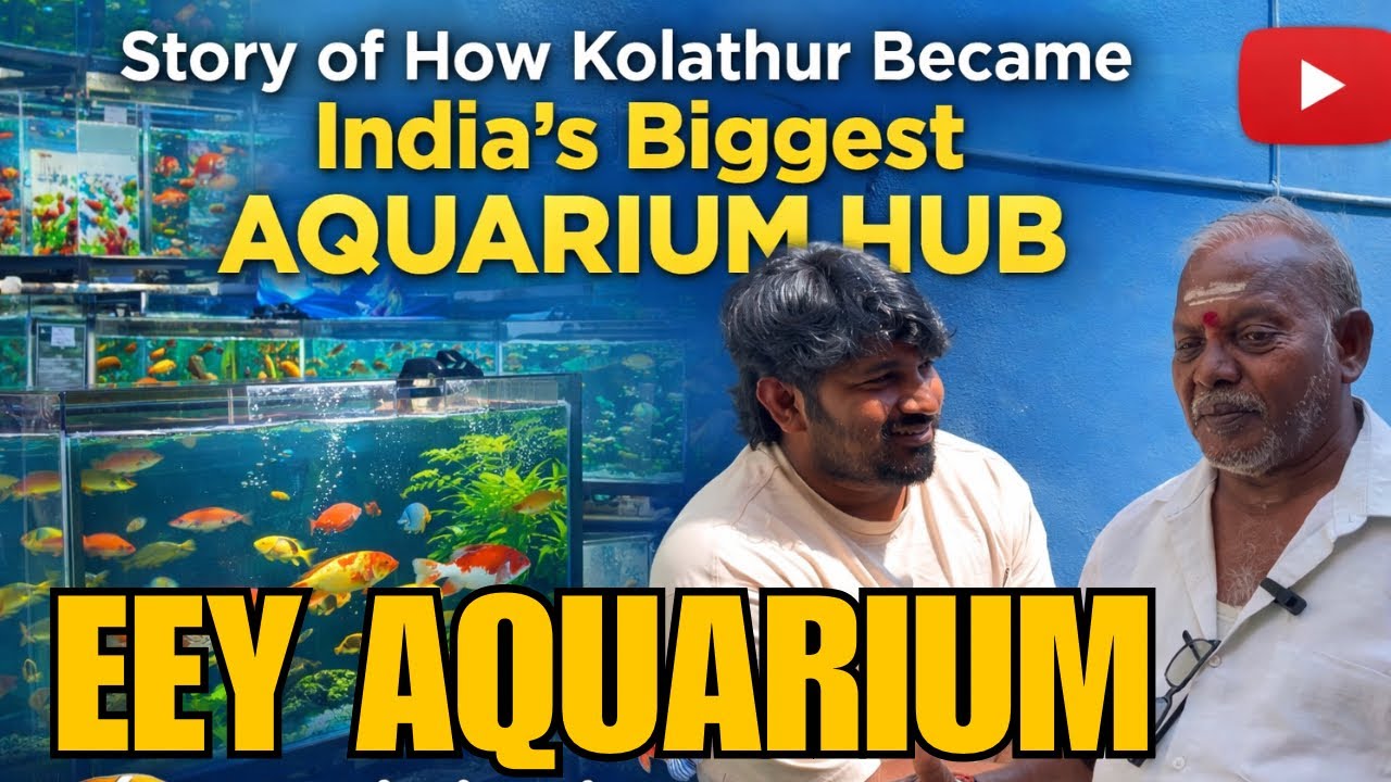 Eey Kolathur Aquarium Fish Market History | Biggest Aquarium Hub in India ...