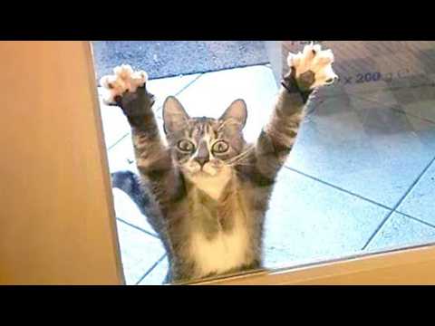 Silliest Cat Of Decade 😂 Funny Cats Videos 2025