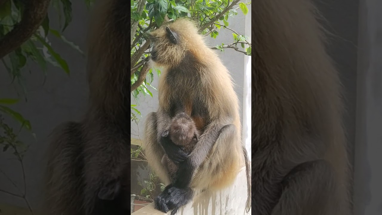 Monkey family wants shelter during heavy rain
