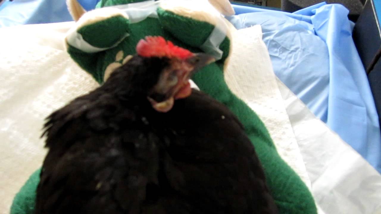 Chicken With Twisted Neck YouTube
