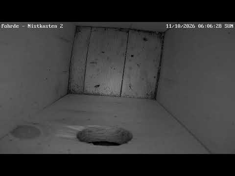 Fohrde Nest Box 2 live cam preview