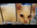 【保護子猫の里親探し】参加型の譲渡会は諦めました