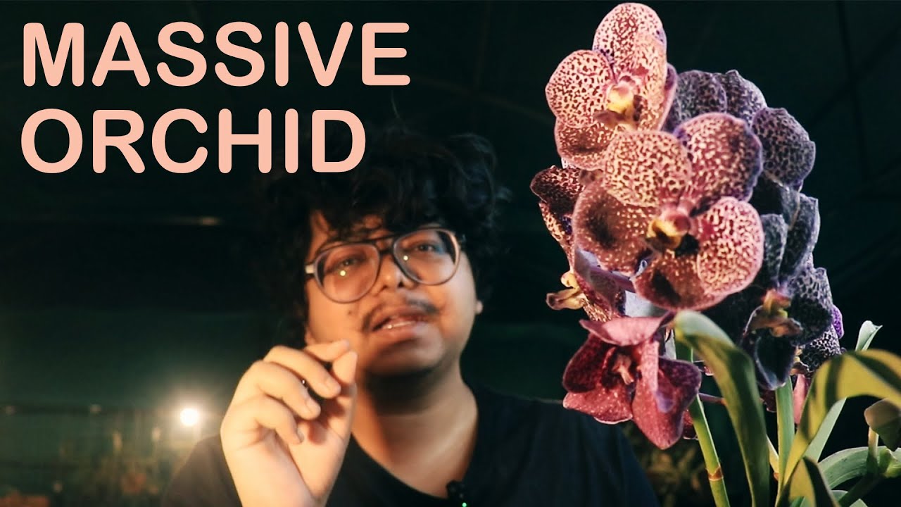 HUGE ORCHID | Vanda coerulea | Vanda ascocenda | Petal Paradise