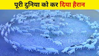 चीन की इस घटना से वैज्ञानिक भी डरे हुए हैं (अगला नंबर भारत का?) | Weirdest Animal Behavior