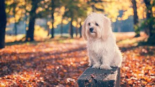 Maltese Dog Barking: How to Manage Their Vocal Nature