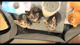 How to Set Up Your Foster Space