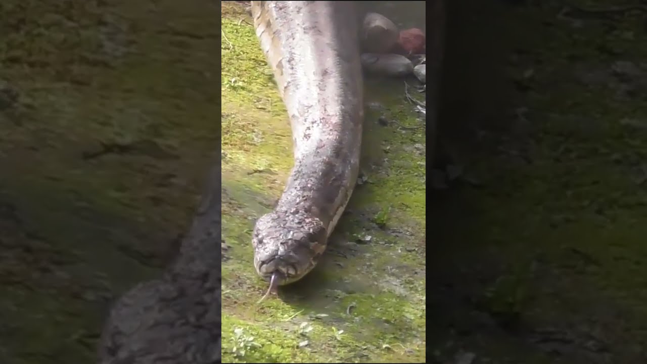 Gazipur Safari Park Tour Collection Bangladesh | 06