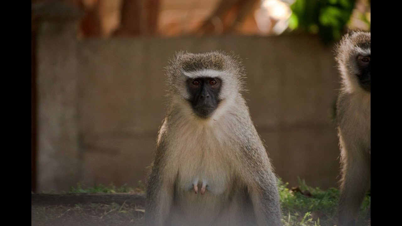 Vervet Monkey Screaming Sound Effect