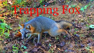 Trapping Fox
