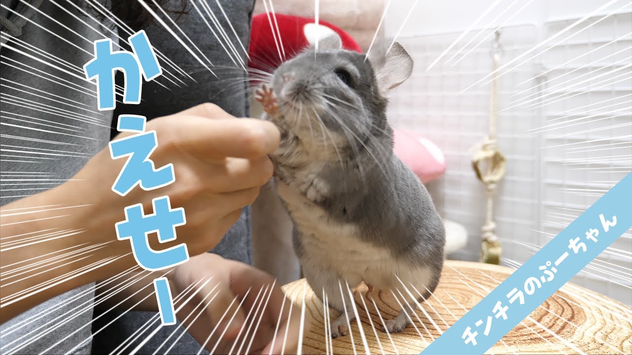 ハプニング 抜けたヒゲを見せたらチンチラが襲ってきた Funny And Cute Chinchilla Youtube