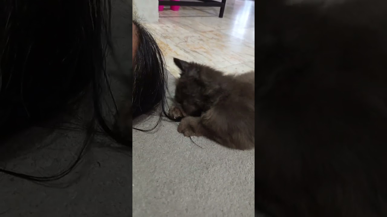 Dibikin Salon Sama Kucing, Rambutnya Dijadikan Mainan 😹"