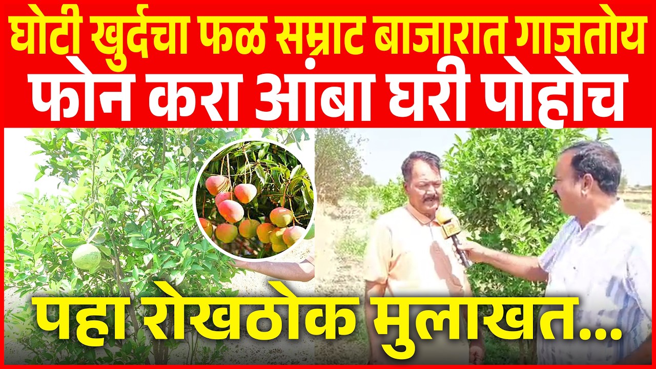घोटी खुर्द चा फळ सम्राट बाजारात गाजतोय, फोन करा आंबा घरी पोहोच. पहा रोखठोक मुलाखत...
