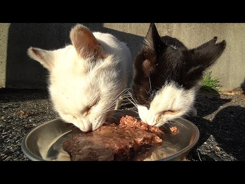 極寒の中、かわいい猫たちにカルカン(kalkan)とエナジーちゅ～るまぐろを給餌したら仲良く食べた 野良猫 感動猫動画 ASMR