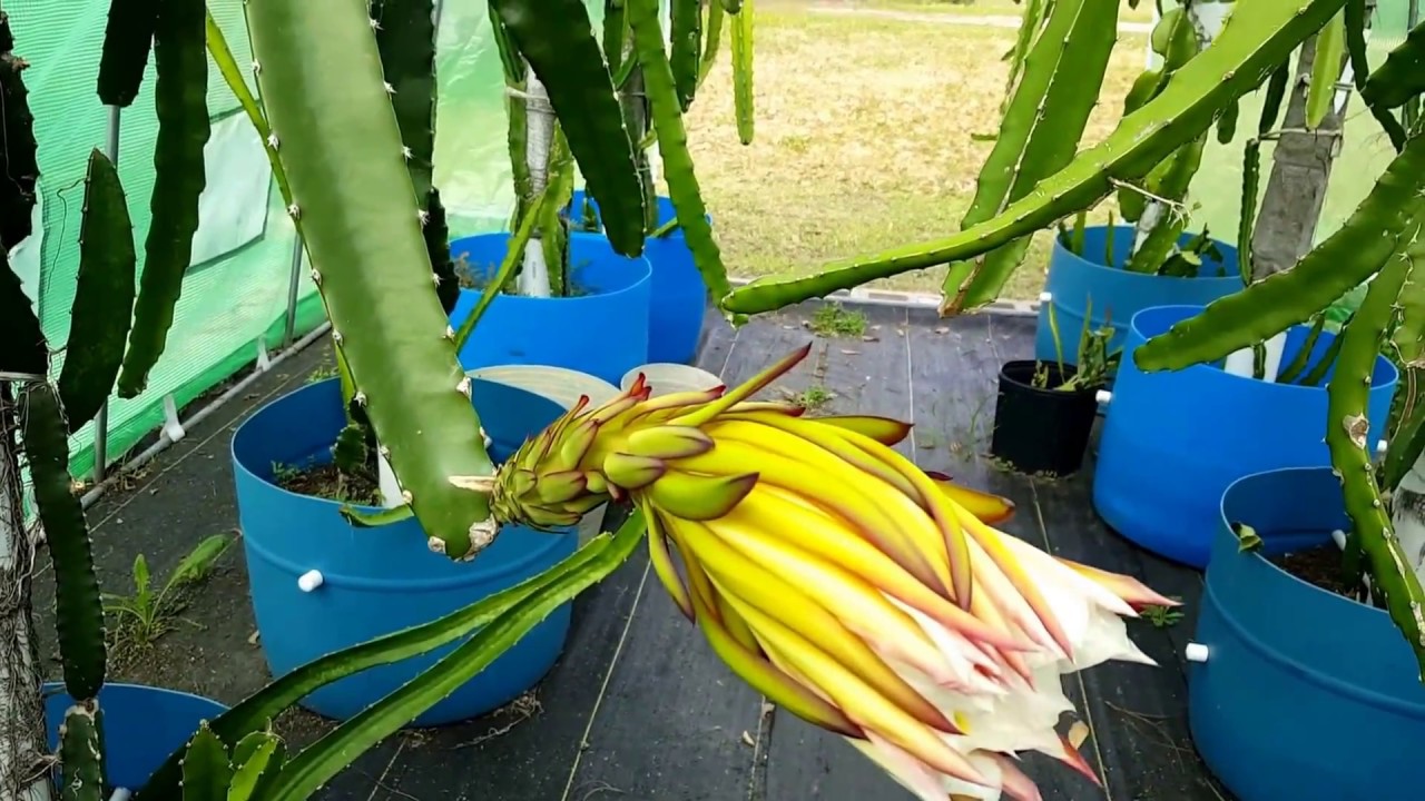 Crosspollinate with stored pollen YouTube