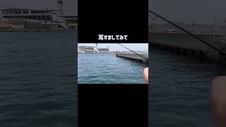 北九州の海 イカ釣り #shorts