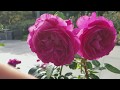 Rose Garden Portland Tickets