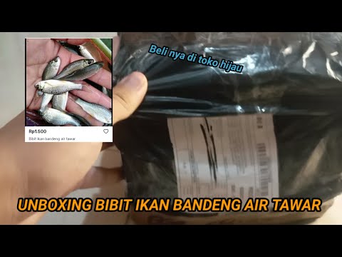 Bibit Bandeng Air Tawar