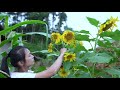 Grow Sunflower from Seeds to Blossoms