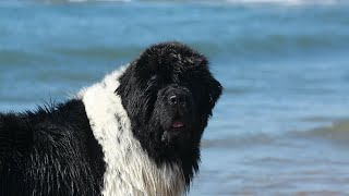 The Amazing Rescue Dogs of Newfoundland: A Tribute to Their Heroism