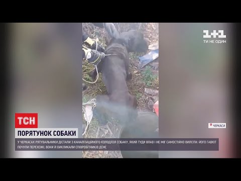 Черкаські рятувальники витягли пса, який впав до колодязя