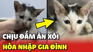 Hành trình bé mèo 'CHỊU ĐẤM ĂN XÔI' HÒA NHẬP gia đình Mèo Hoang Đẹp ❤ | Yêu Lu