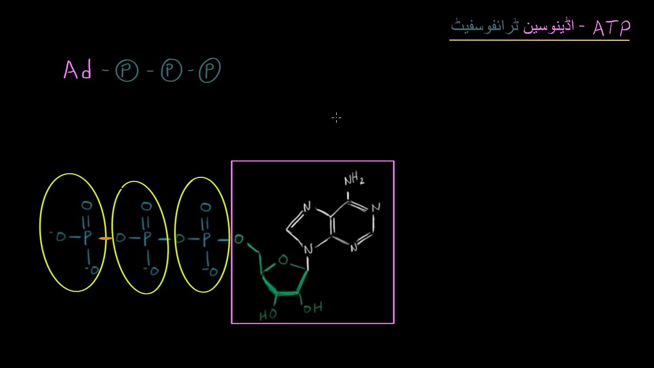 ATP Adenosine triphosphate | Energy and enzymes | Biology | Khan Academy Urdu