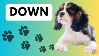 How to Teach a Puppy to Lie Down  | Teaching a Puppy to Lie Down Video