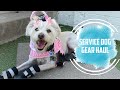 Service Dog Gear Haul 2020