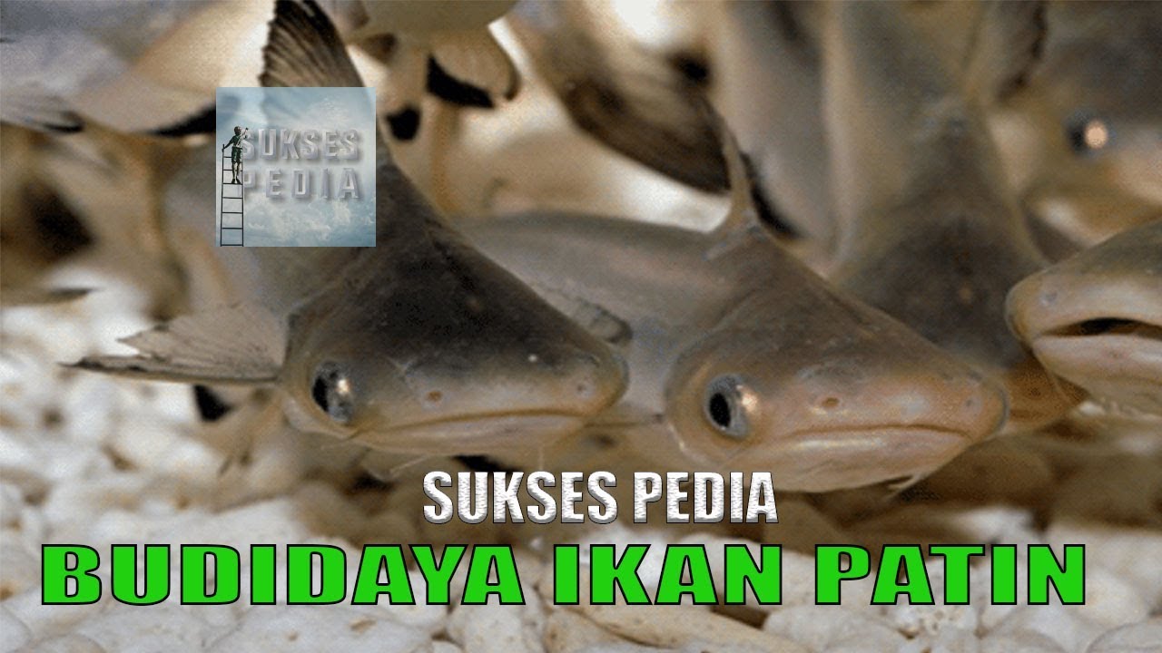CARA PEMBENIHAN IKAN PATIN YANG BAIK DAN BENAR UNTUK HASIL MAKSIMAL