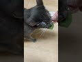 My cat loves spinach