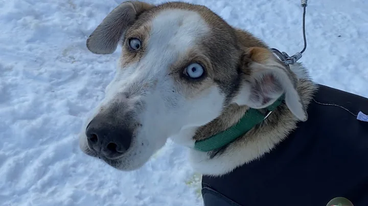 Gunflint Lodge Northwoods Dogsledding