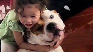 Sick Shelter Pit Bulls World Changed By 2 Year Old Girl