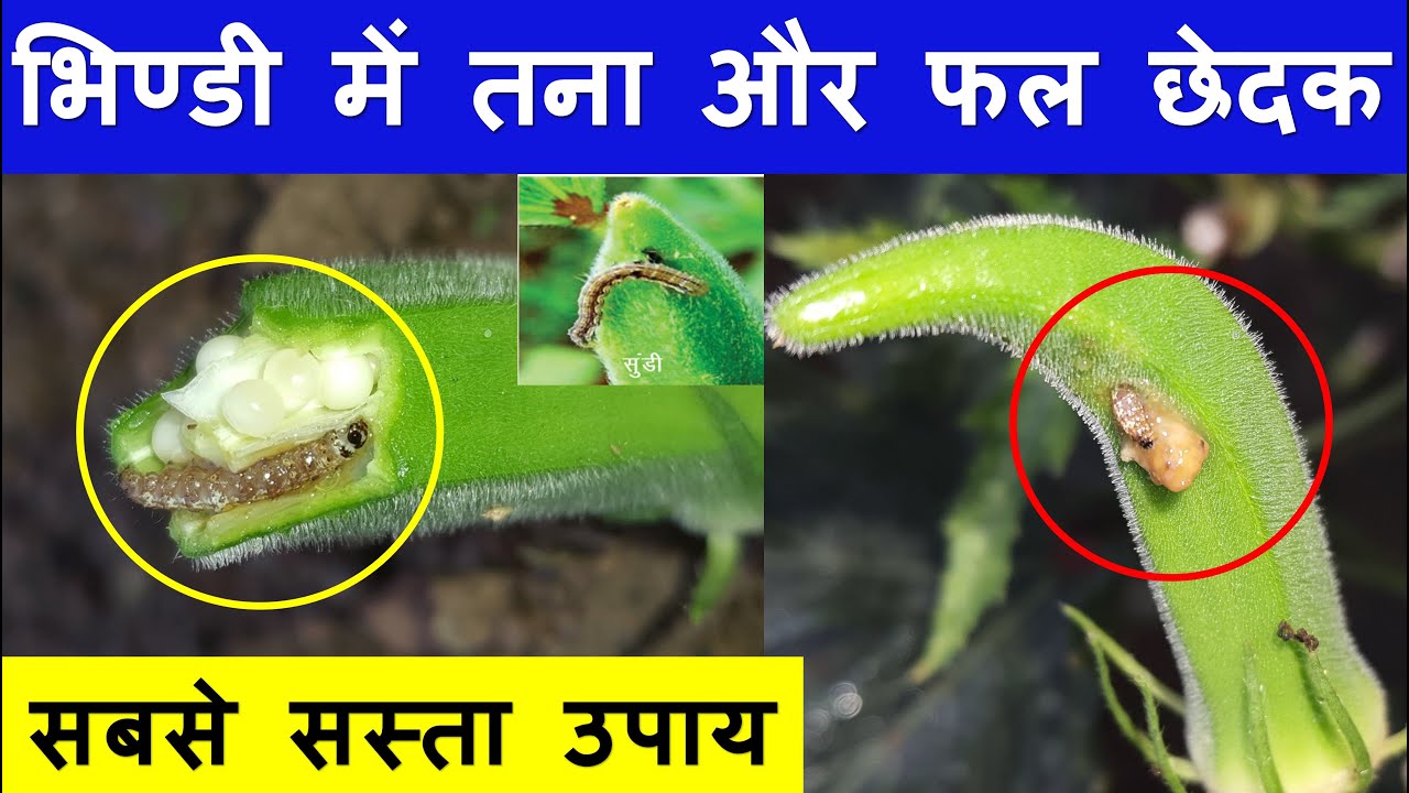 भिंडी में फल छेदक का प्रबंधन सबसे अच्छी कीटनाशी Okra fruit borer