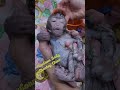 Newborn Baby Monkey Chico Bathing with Grandma