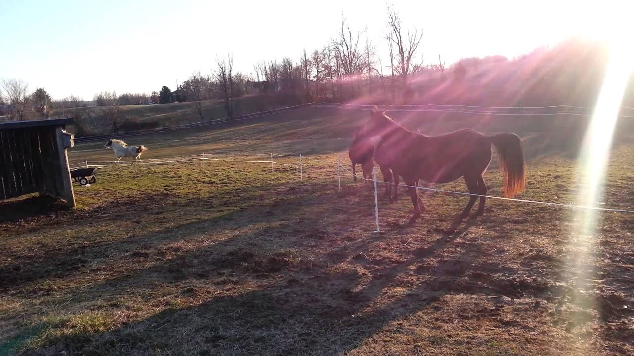 When you take the lead mare away...