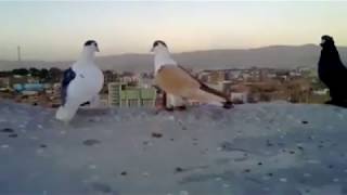 Afghan pigeon 2 chap- Zard Chap| Suhr Chap