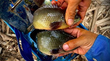 Câu Cá Rô Đồng, Phát Hiện Đám Lục Bình Hai Anh Em Trúng Mánh Được Bữa Giựt Đã Tay