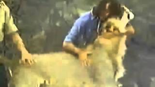 Christian the lion's family reunion!