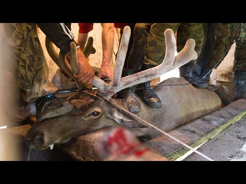 Shocking!!! Deer Farming For Velvet Antlers-Harvesting Deer Velvet Antlers