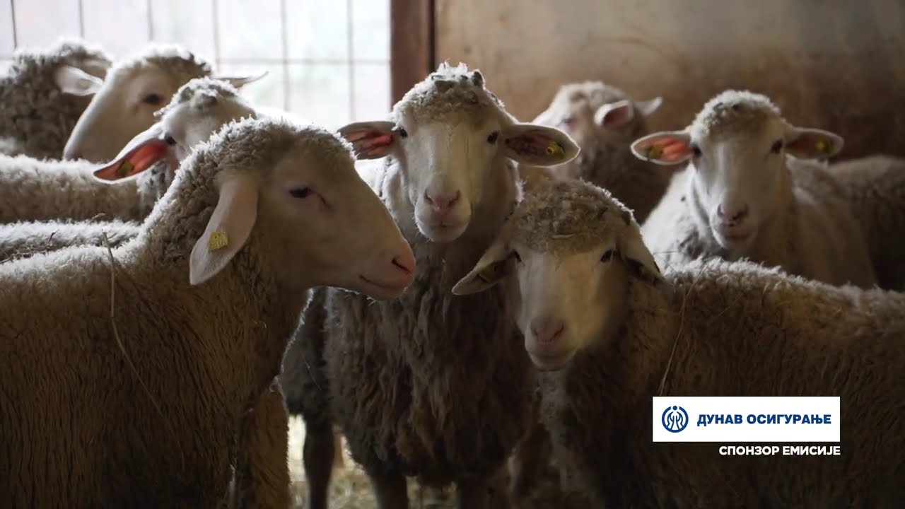 Složno, uspešno! ep. 304 13.01.2026. Ovčarsko gazdinstvo Stojadinovića iz sela Višeselo kod Blaca