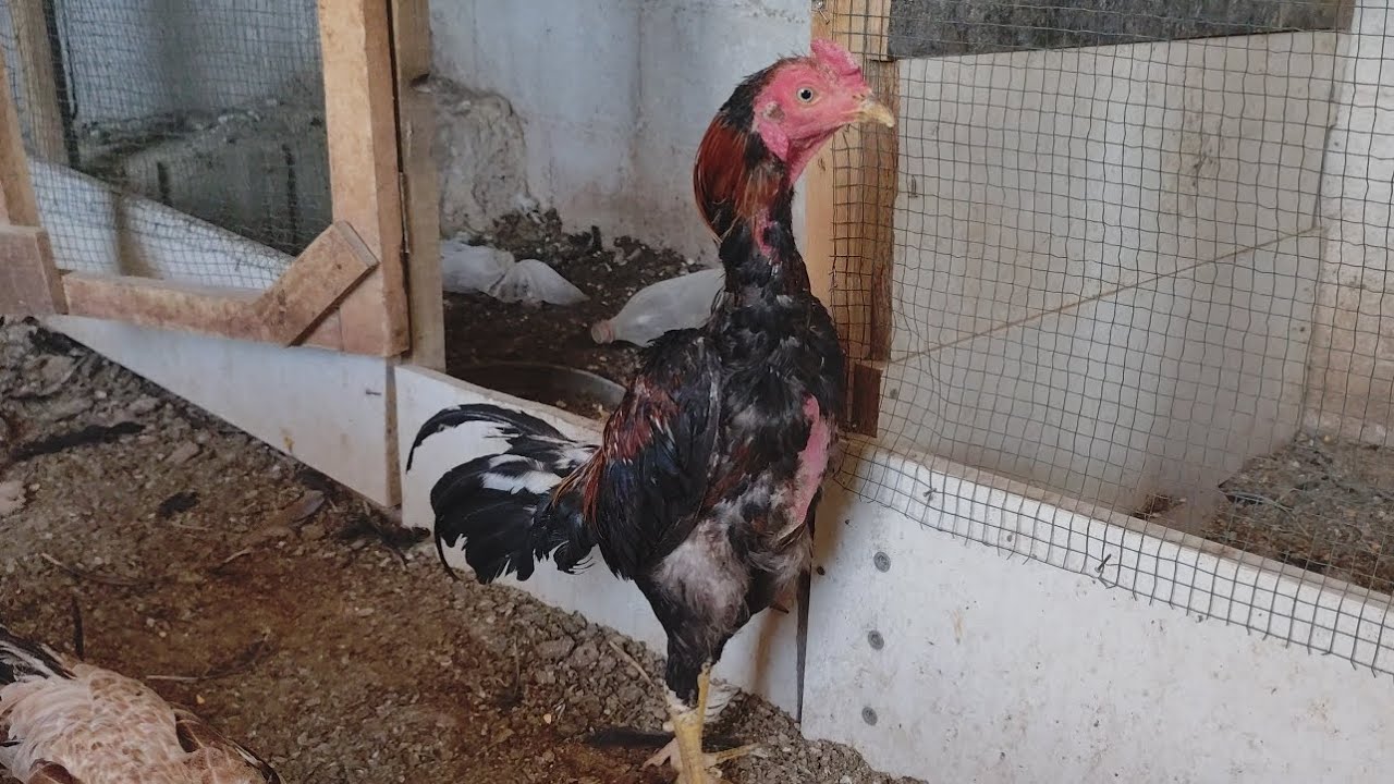 Yaşlı tavuğun bakımı, eşlenmesi nasıl yapılır 