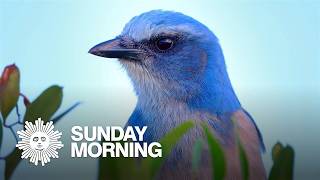 Nature: Scrub-jays in Florida