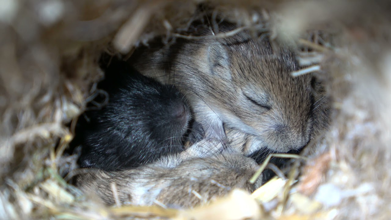 4K Rennmaus Tag 17 Монгольская Песчанка