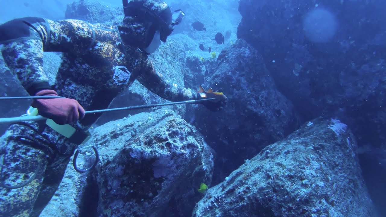 RARE fish, Big Uku and Sushi Hawaii Spearfishing