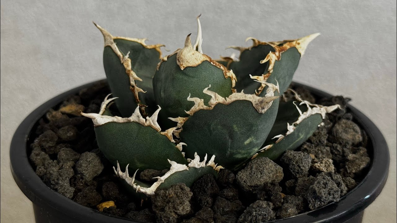 20260625 厳選◇アガベ・チタノタ 狼人（小株）-043｜agave titanota