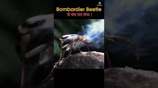 Bombardier Beetle से पंगा मत ले लेना | गरम Acid की बारिश कर देता है ! #shorts #animals #action