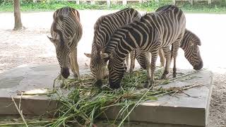 Zebra At The Zoo Zebra Video Zebra Eating Green Gr